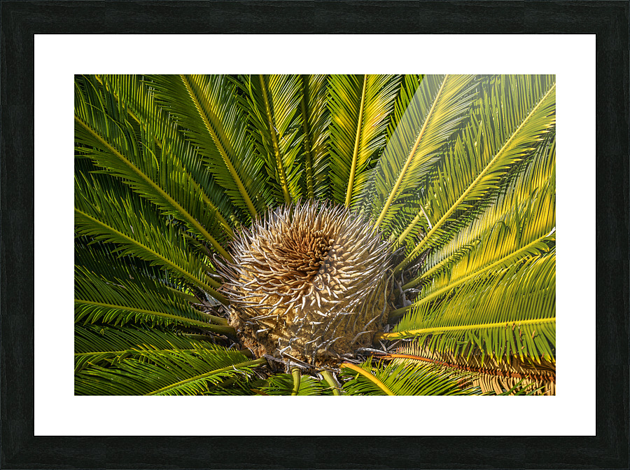 tropical plant center Picture Frame print