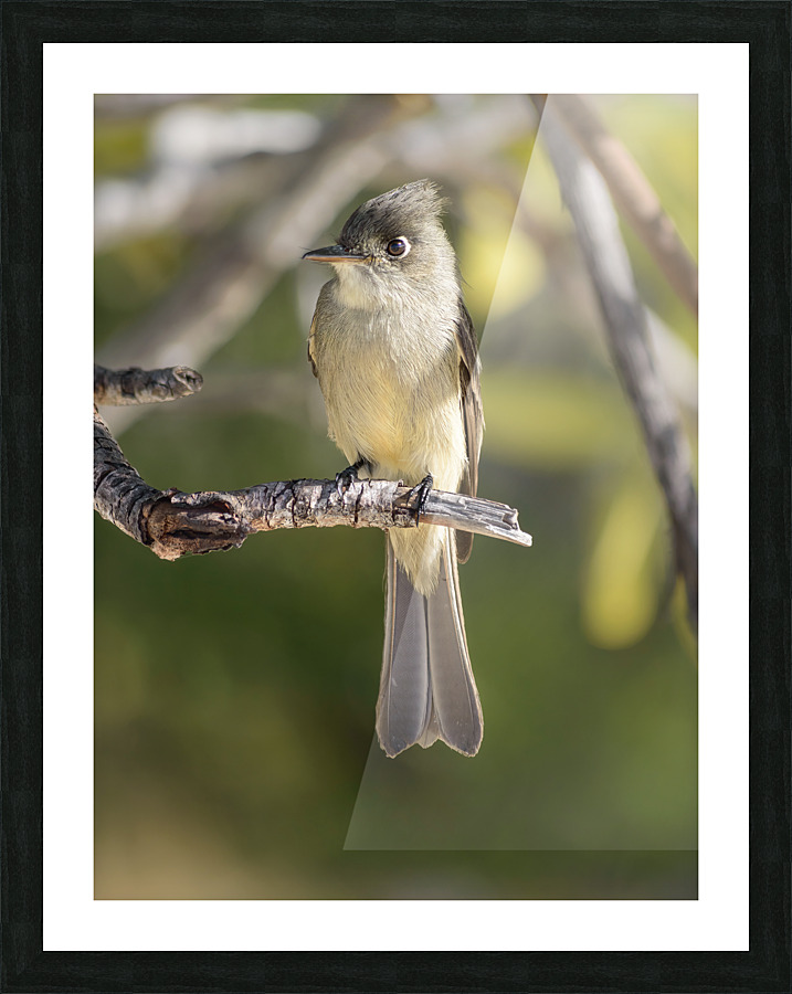Small cuban bird branch 2 Picture Frame print