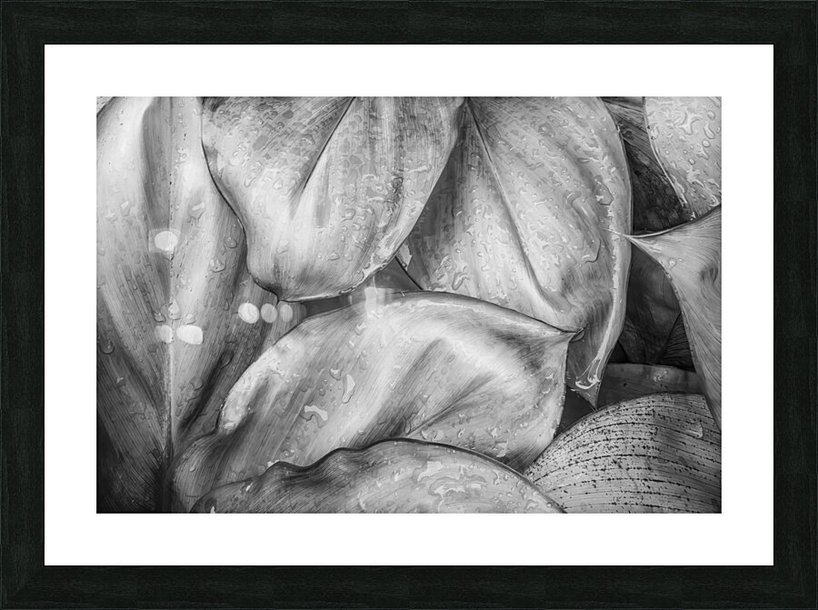 Wet Jungle Leaves closeup BW Picture Frame print