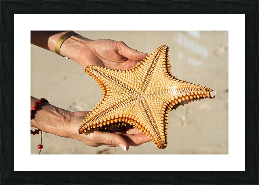 Starfish in womans hands Impression et Cadre photo