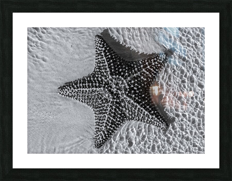Giant starfish in black and white Impression et Cadre photo