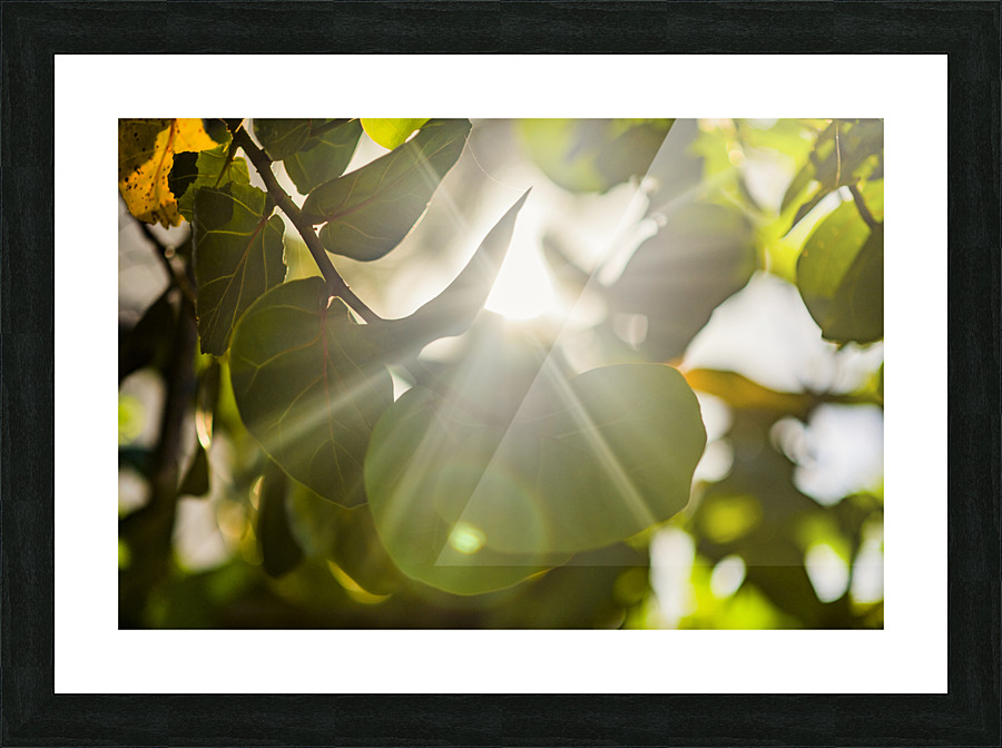 sun rays through leaves Picture Frame print