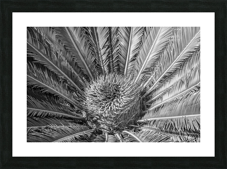 tropical plant centre-bw Picture Frame print