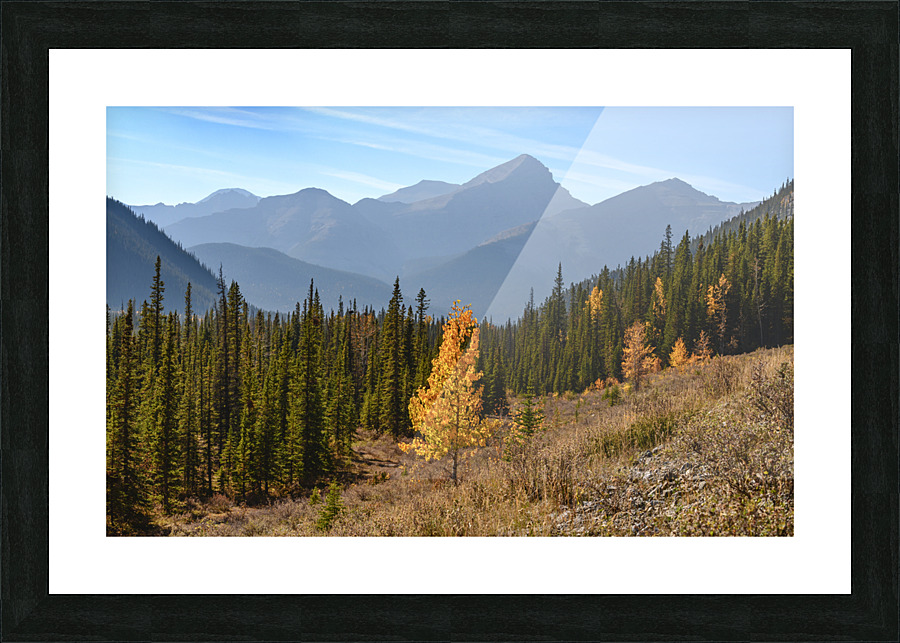 Bluerock Wildland golden tree Picture Frame print