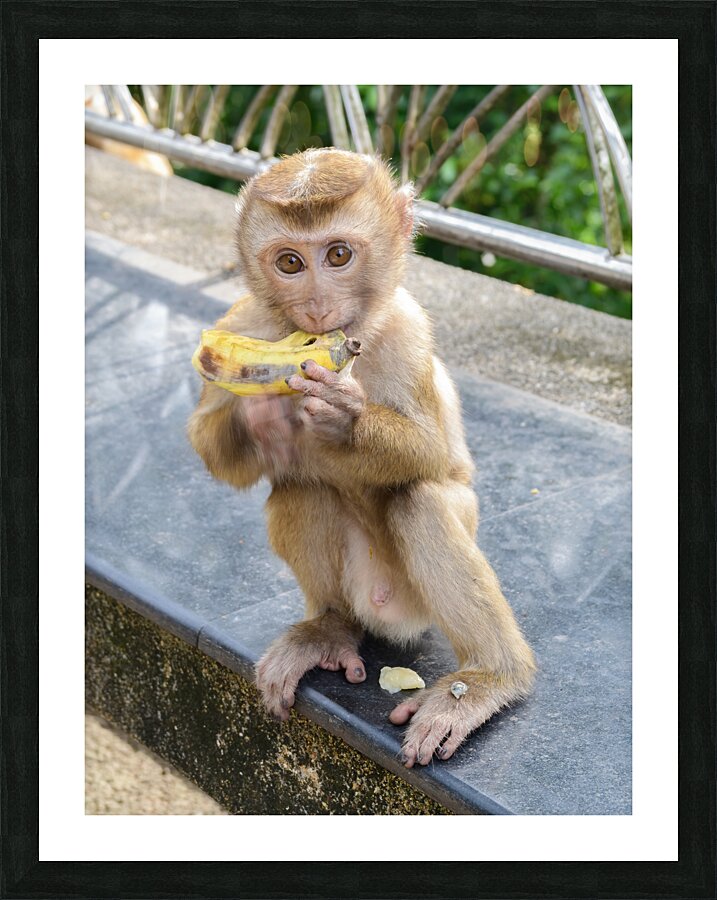 Baby Thai monkey banana Picture Frame print