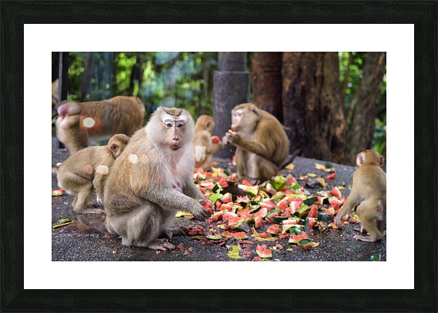 thai monkeys eating watermelon Impression et Cadre photo