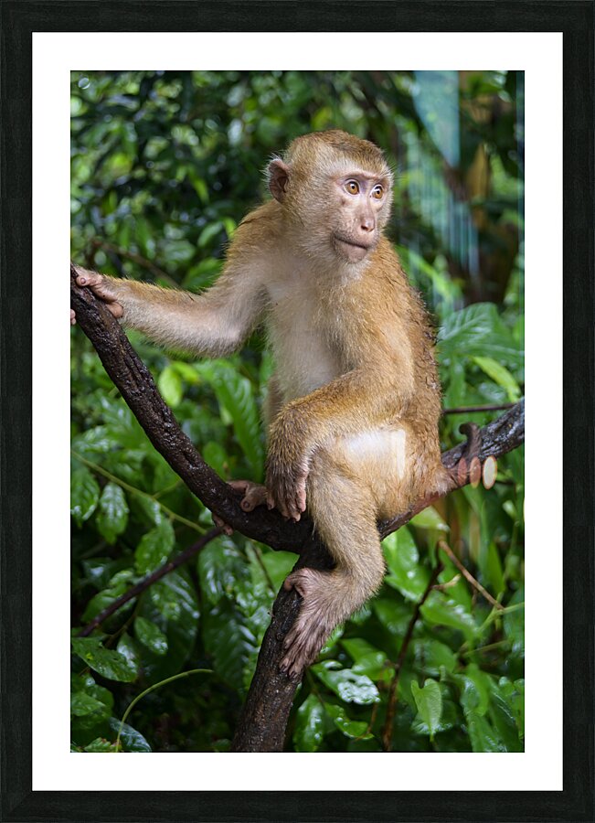 thai monkey 4 Picture Frame print