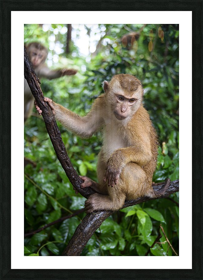 thai monkey 2 Picture Frame print
