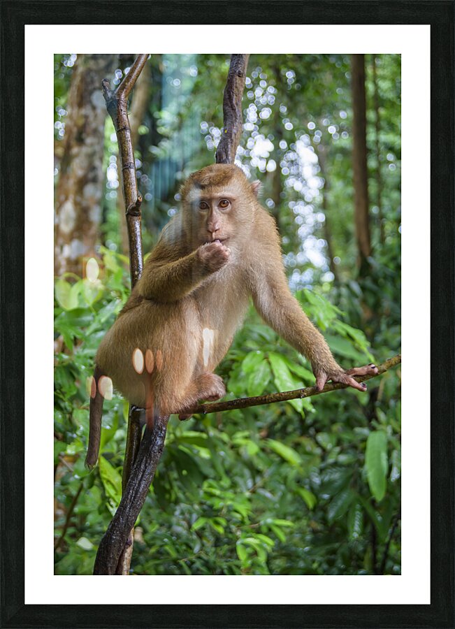 thai monkey 6 Picture Frame print