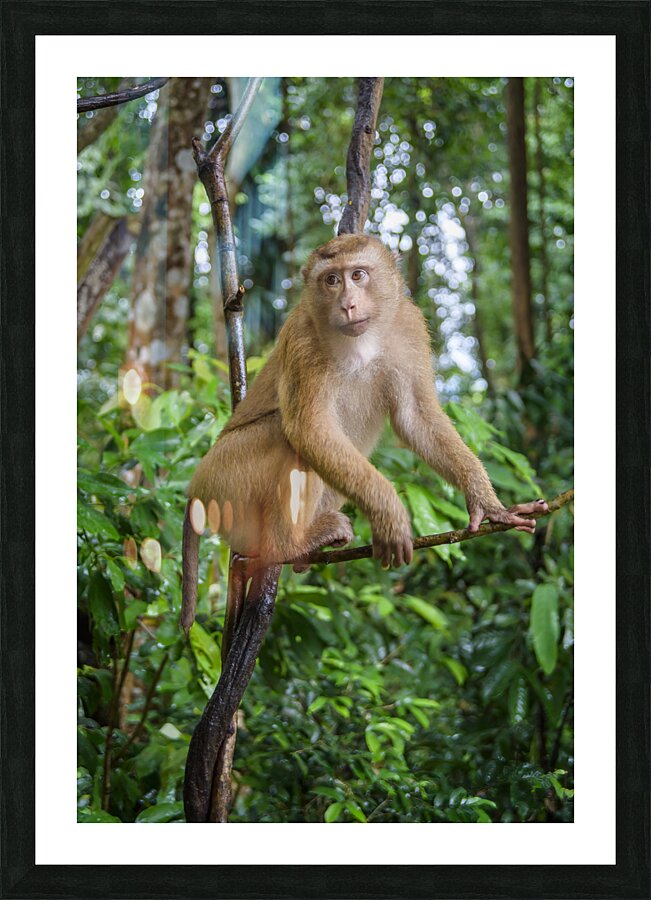 thai monkey 7 Picture Frame print