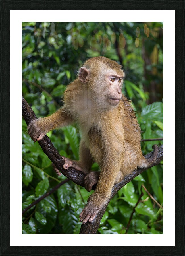 thai monkey 5 Picture Frame print