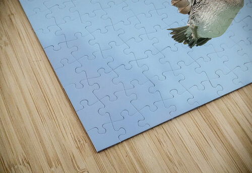 Pelican Cuban - 9 Justin Richard Batten puzzle