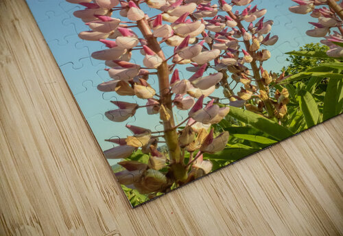 Colourful Lupins in Bloom 2 Justin Richard Batten puzzle