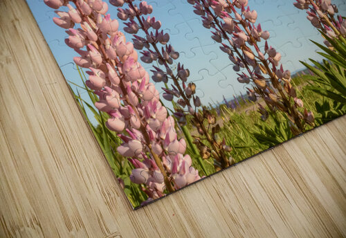 Colourful Lupins in Bloom 5 Justin Richard Batten puzzle