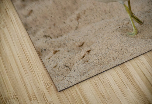 Seagull walking on beach sand Justin Richard Batten puzzle