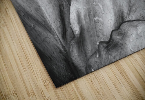 Wet Jungle Leaves closeup BW Justin Richard Batten puzzle