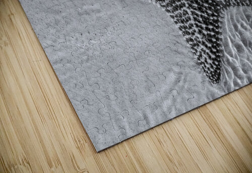 Giant starfish in black and white Justin Richard Batten puzzle