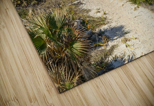 Walk on Cuban Dunes Ocean Justin Richard Batten puzzle