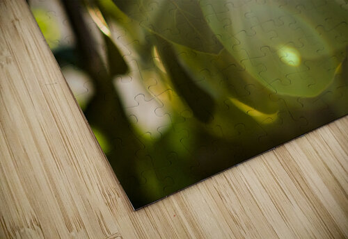 sun rays through leaves Justin Richard Batten puzzle