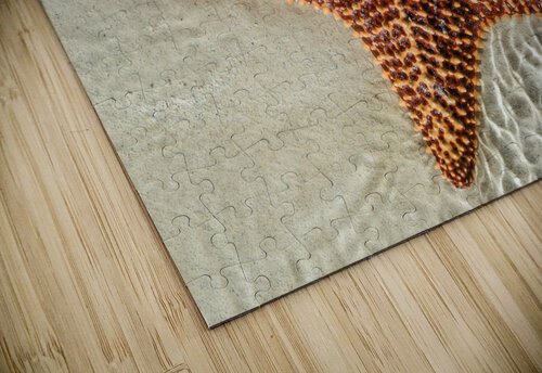 Giant Starfish on beach in ocean Justin Richard Batten puzzle