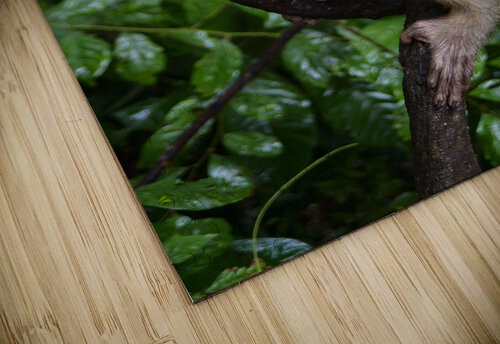 thai monkey 3 Justin Richard Batten puzzle