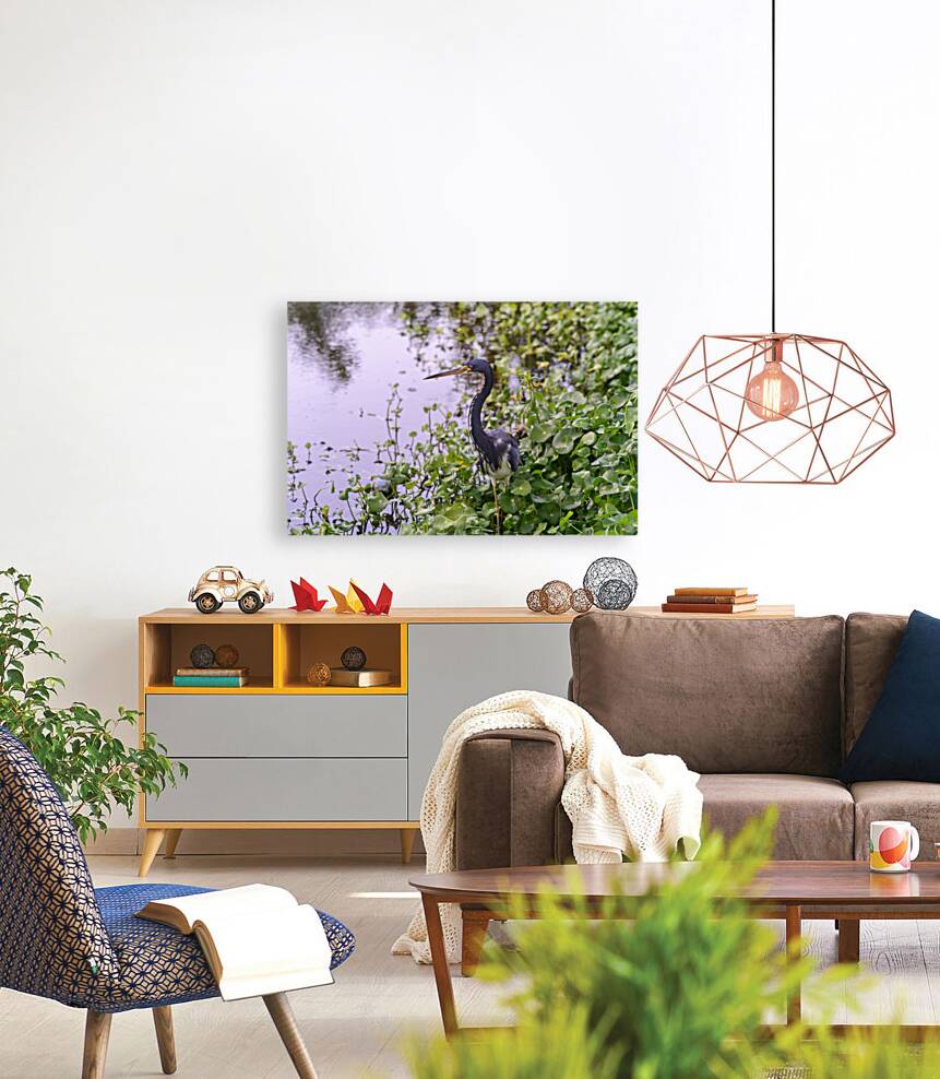 dominican black & white herring Reproduction