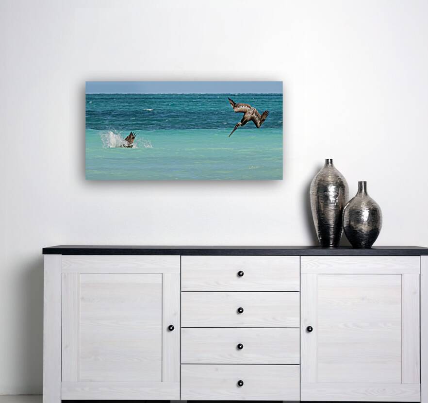 Cuban Pelican Dive 3 Reproduction