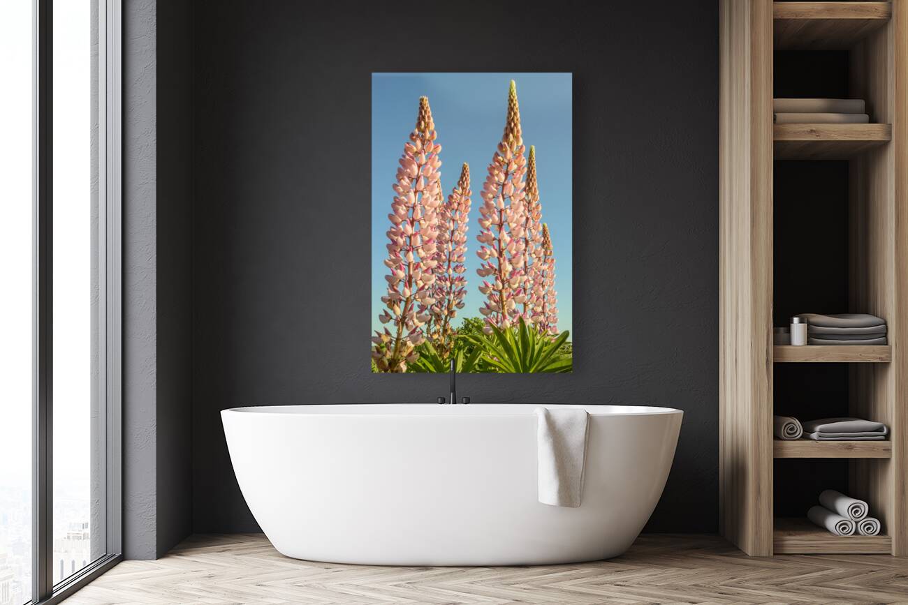 Colourful Lupins in Bloom 2 Reproduction