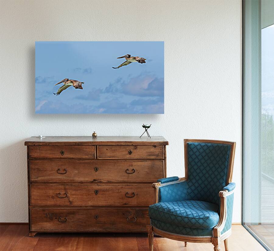 Two Cuban pelican in flight Reproduction