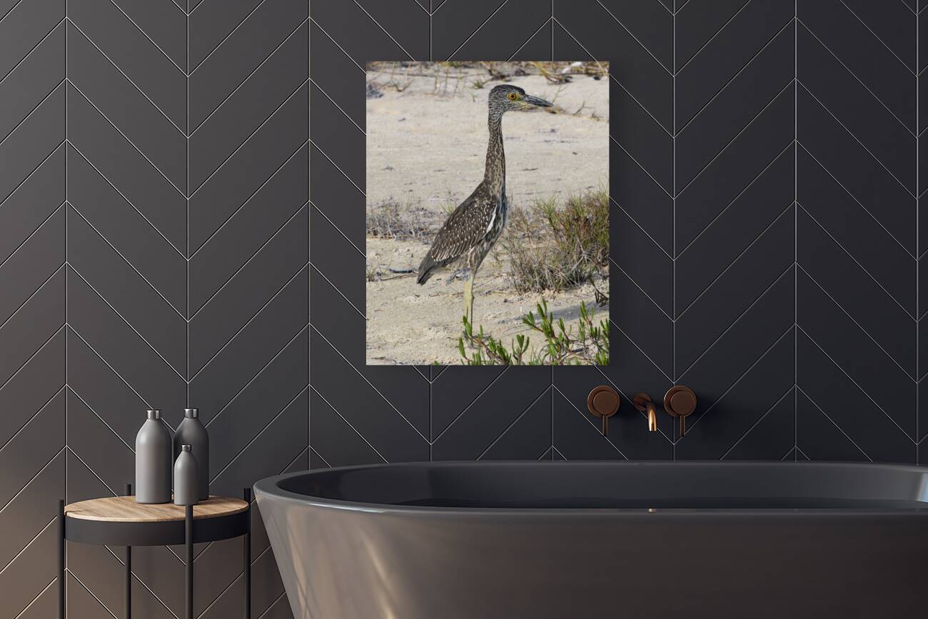 Small long leg cuban bird Reproduction