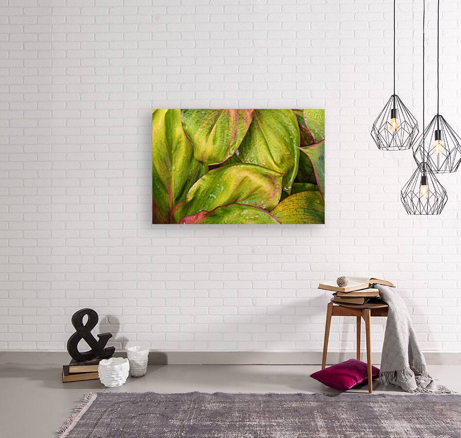 Wet Jungle Leaves closeup Reproduction