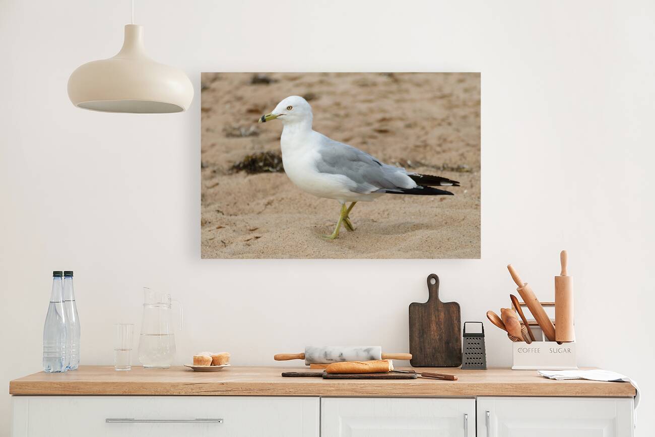 Seagull walking on beach sand Reproduction
