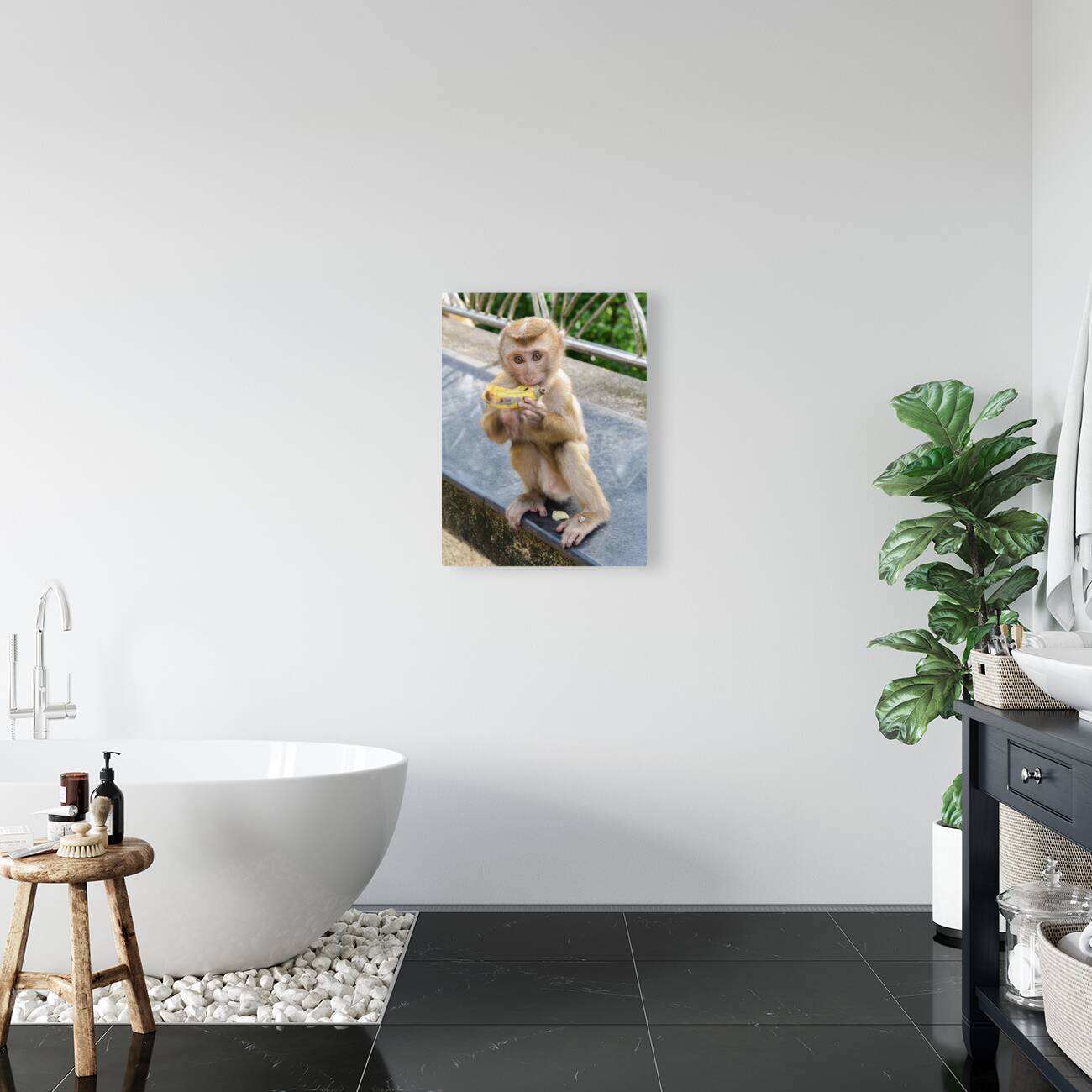 Baby Thai monkey banana Reproduction