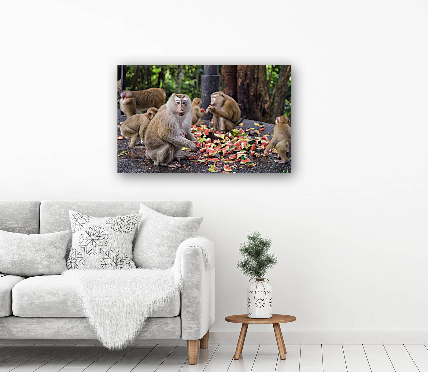 thai monkeys eating watermelon Reproduction