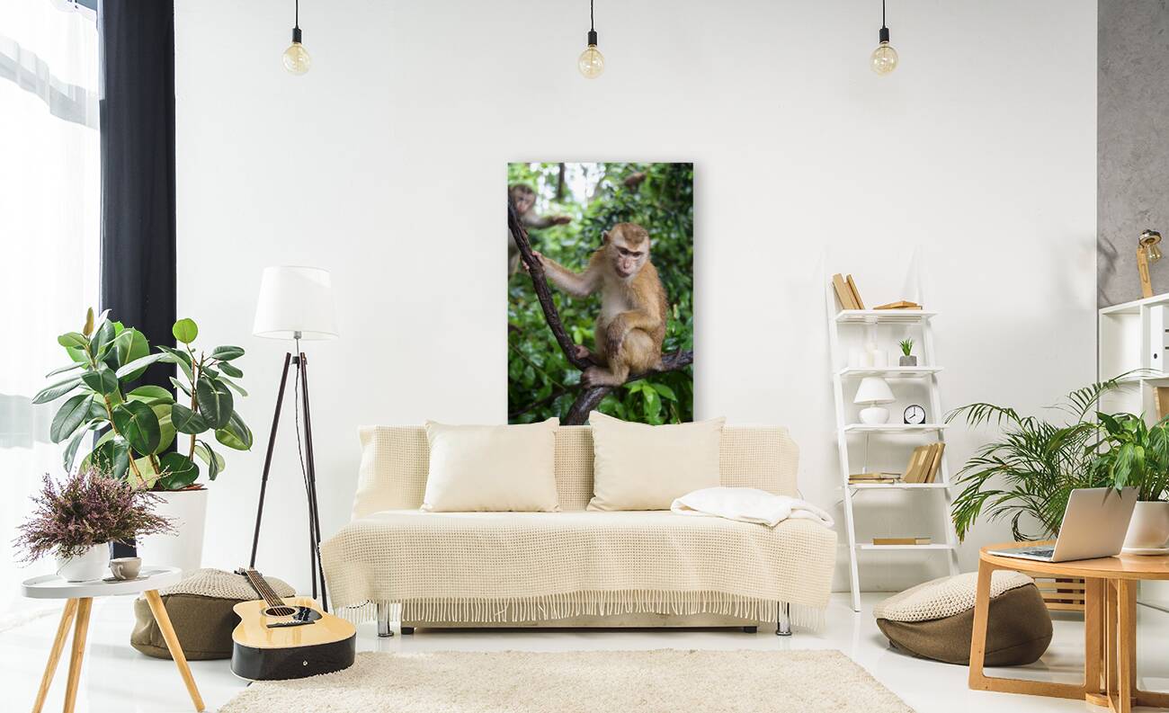 thai monkey 2 Reproduction