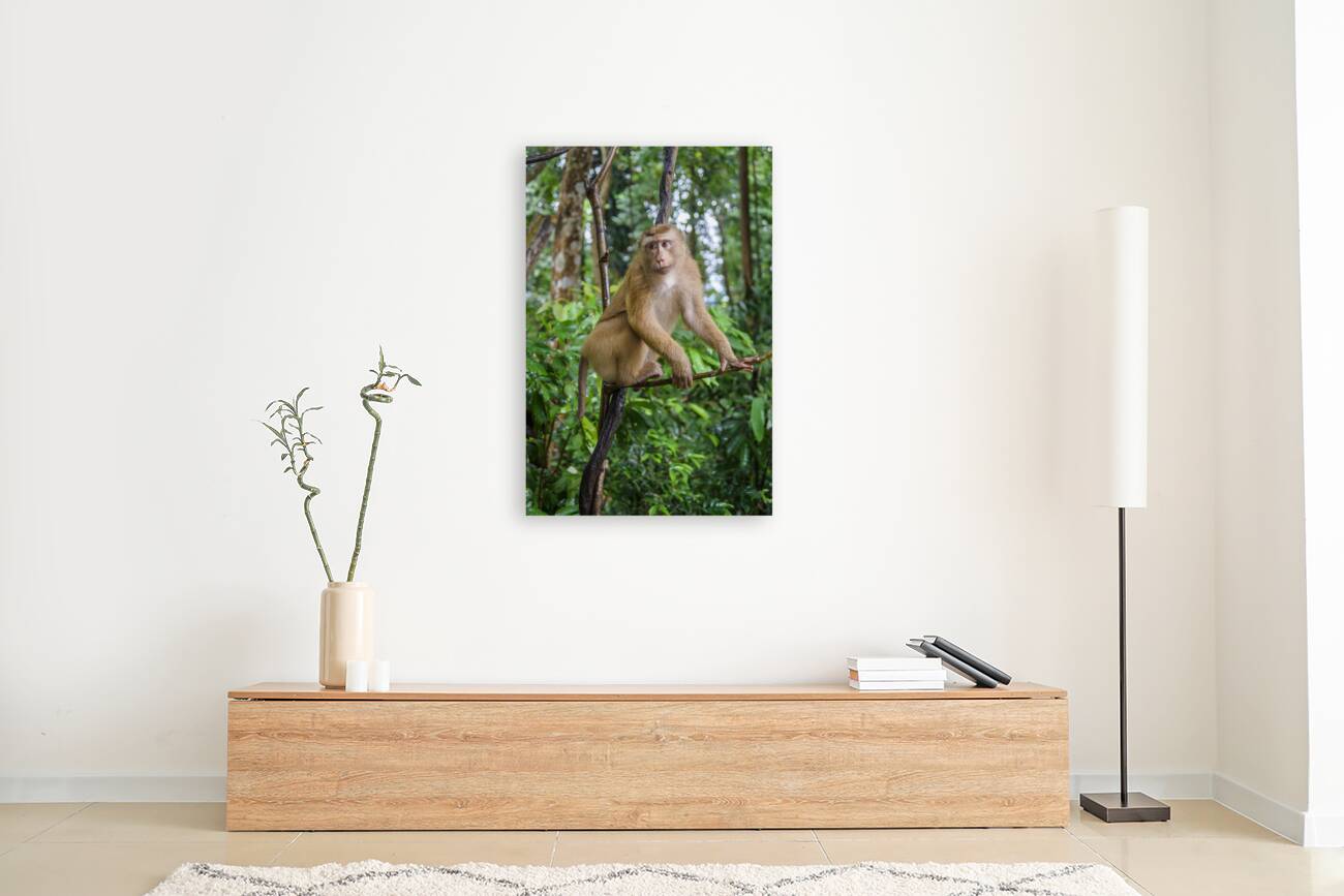 thai monkey 7 Reproduction