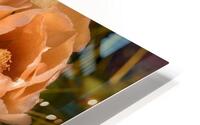 Cuban cactus flower bloom HD Metal print