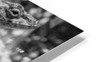 Cuban brown anole in black and white HD Metal print