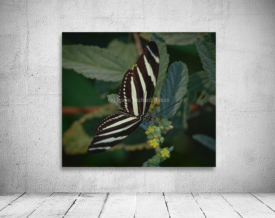 black and white butterfly Wall Preview