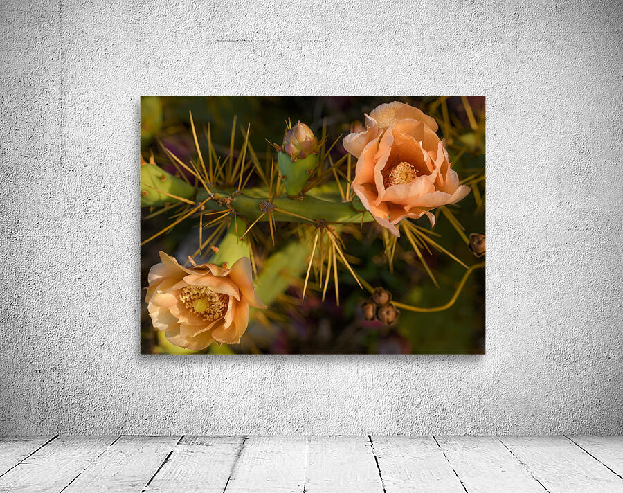 Cuban cactus flower bloom Wall Preview