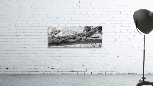 Cuban brown anole in black and white Wall Preview