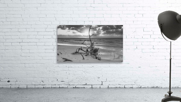 driftwood sunset bw Wall Preview