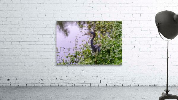 dominican black & white herring Wall Preview