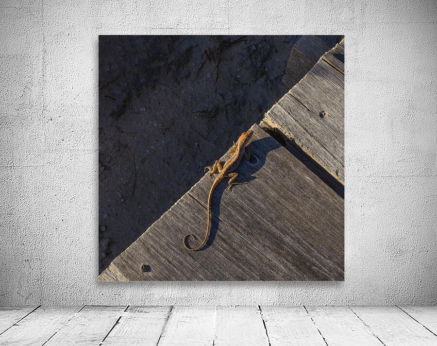 Gecko Anole on boardwalk Wall Preview