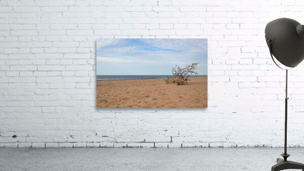 Greenwich beach driftwood art Wall Preview