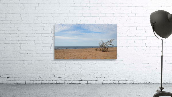 Greenwich Driftwood art 2 Wall Preview