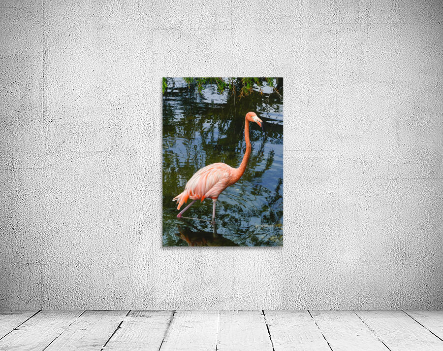 Pink flamingo in pond Wall Preview