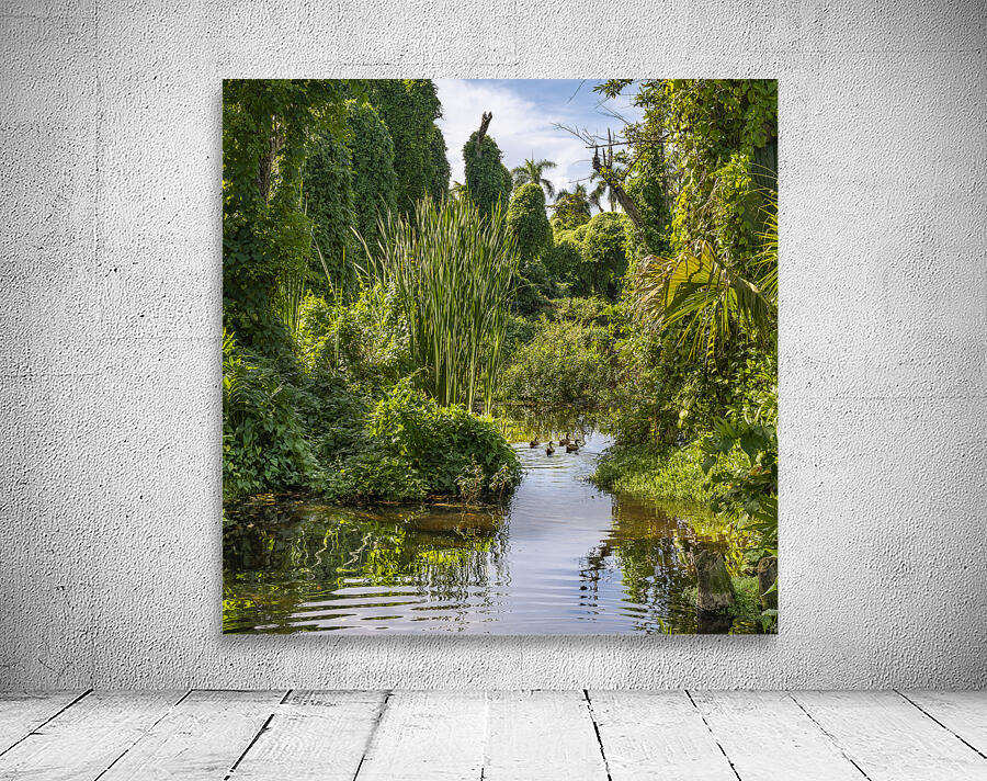 Ducks in a jungle pond Wall Preview
