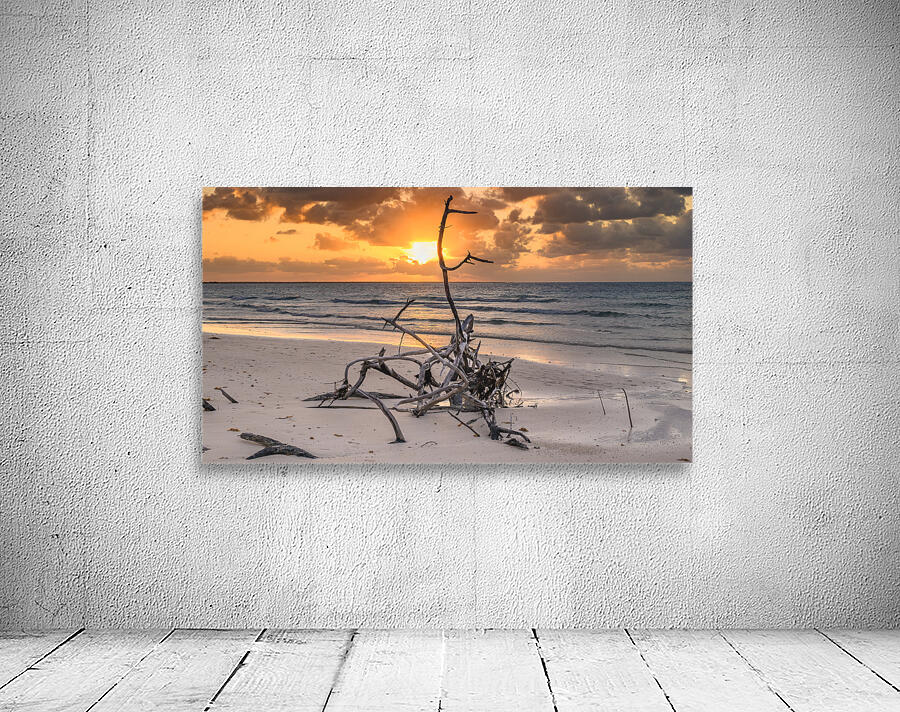 Caribbean driftwood sunset Wall Preview