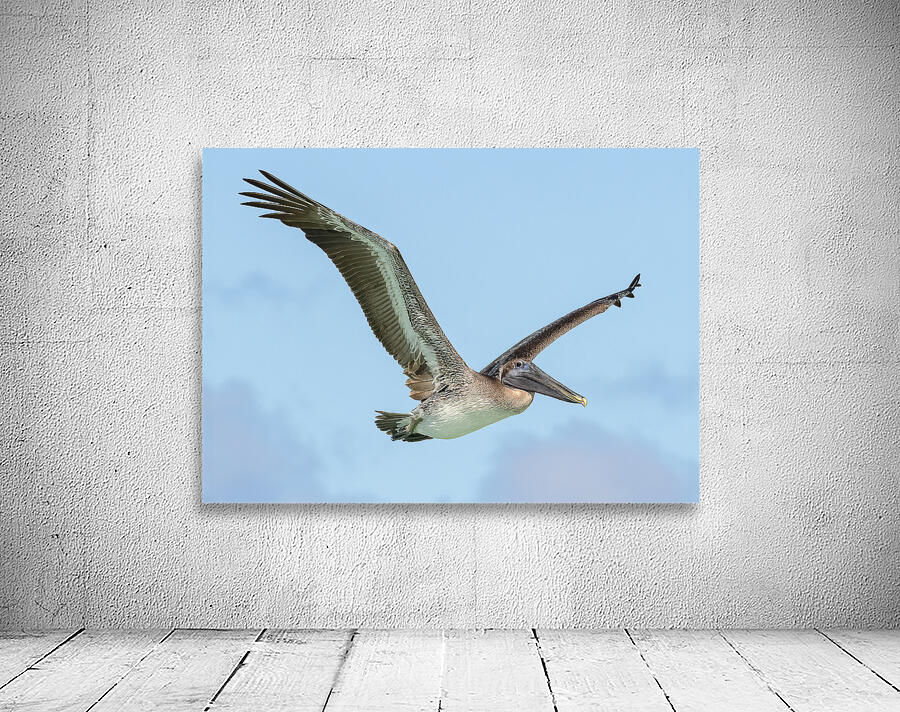 Pelican Cuban - 9 Wall Preview